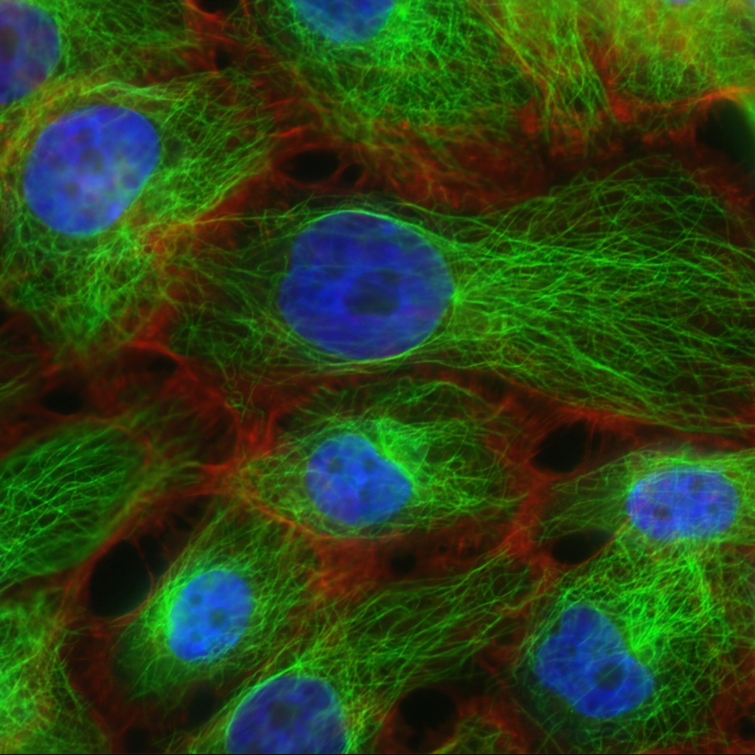 Breast Imaging: One Size Does Not Fit All